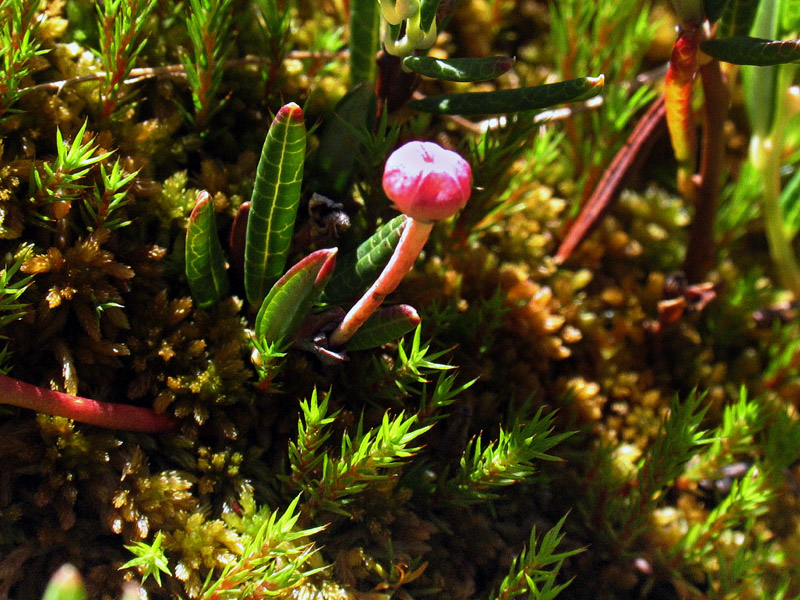 Andromeda polifolia L. / Andromeda